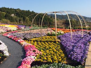 すべての美しい花の画像 最新長 島町 花 フェスタ